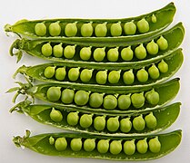 Gousses de pois.