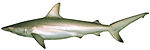 Carcharhinus tilstoni.