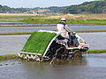 Planteuse de riz motorisée (Japon)