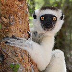 Jeune Sifaka de Verreaux (Propithecus verreauxi).