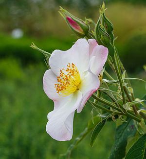 Une rose blancche bordée de rose.
