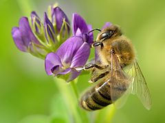 Abeille butinant une fleur de luzerne.