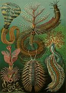 Planche de Haeckel.