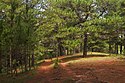 Forêts de conifères tropicales et subtropicales