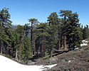 Forêts de conifères tempérées