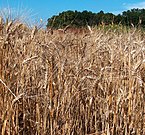 Blé dur (triticum durum).