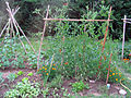 Jardin potager