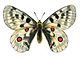Arthropodes (ici Parnassius apollo)