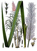 Illustration botanique - Köhler–s_Medizinal-Pflanze.