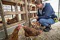 récolte des oeufs d'un poulailler vivrier