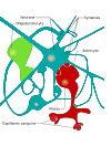 Détail d'un réseau de neurone
