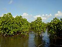 Mangroves