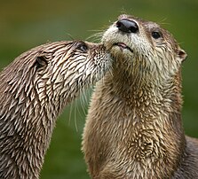 Deux loutres (Lutra canadensis) (définition réelle 2 262 × 2 048)