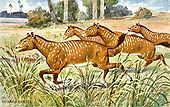 Peinture de Mesohippus, un ancêtre du cheval, sur carte d'un jeu de 30 cartes collector de "Tiere der Urwelt".