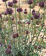 Salvia columbariae