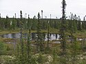 Forêts boréales (taïga)