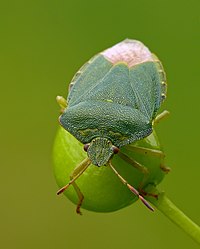 Palomena prasina