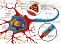 Un neurone, composant élémentaire du système nerveux