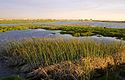 Prairies et savanes inondables