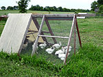 Tracteur à poules