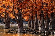 Forêt aux Pays-Bas