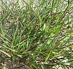 Agrostide stolonifère (Agrostis stolonifera)