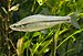 Poissons (ici Pseudorasbora parva)