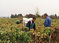 Vendanges manuelles en Bourgogne
