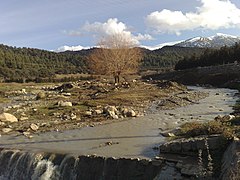 La forêt de Bouhmama (Chélia), Aurès.