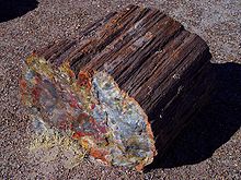 Un des troncs petrifiés du Petrified Forest National Park, en Arizona, USA