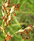 Sorgho d'Alep (Sorghum halepense).