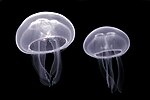 Deux Méduses communes à l'aquarium de Pairi Daiza, en Belgique.